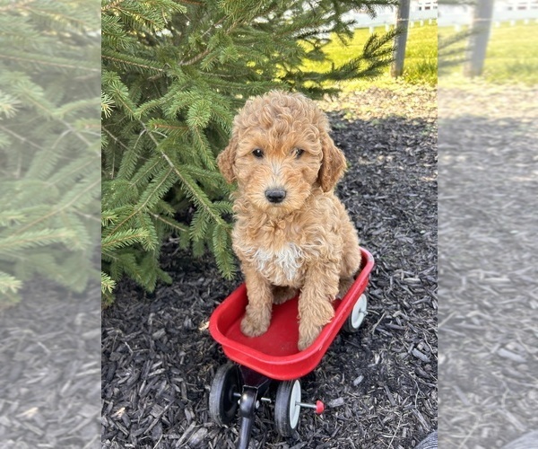 Medium Photo #2 Goldendoodle (Miniature) Puppy For Sale in MIDDLEBURY, IN, USA