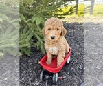 Small Photo #2 Goldendoodle (Miniature) Puppy For Sale in MIDDLEBURY, IN, USA