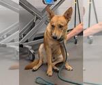Small German Shepherd Dog Mix
