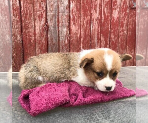 Medium Photo #3 Pembroke Welsh Corgi Puppy For Sale in HAVEN, KS, USA