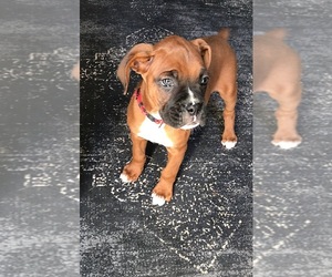 Boxer Puppy for Sale in APPLE CREEK, Ohio USA