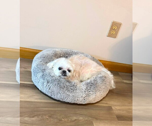 Medium Photo #2 Shih Tzu Puppy For Sale in bloomington, IL, USA