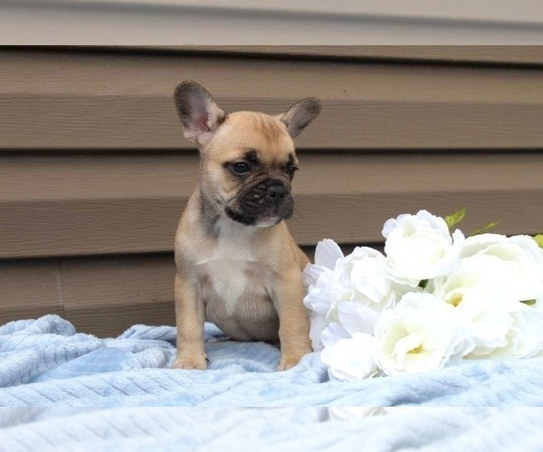 Medium Photo #18 French Bulldog Puppy For Sale in LIBERTY, KY, USA