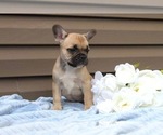 Small Photo #18 French Bulldog Puppy For Sale in LIBERTY, KY, USA