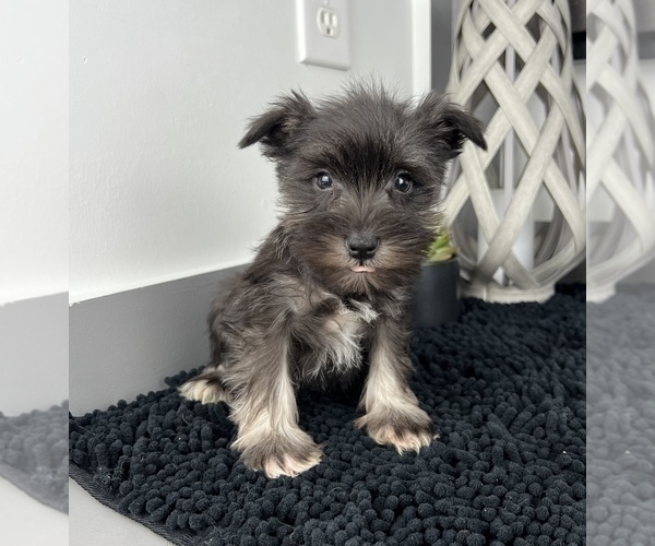 Medium Photo #2 Schnauzer (Miniature) Puppy For Sale in FRANKLIN, IN, USA