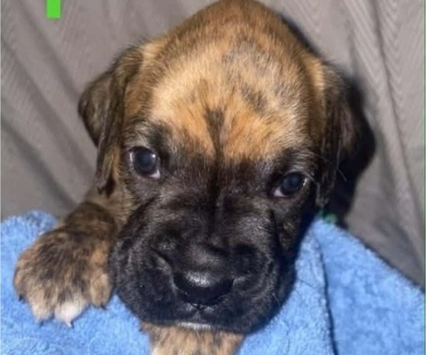 Medium Photo #1 Boxer Puppy For Sale in PULASKI, NY, USA