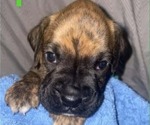 Puppy 1 Boxer