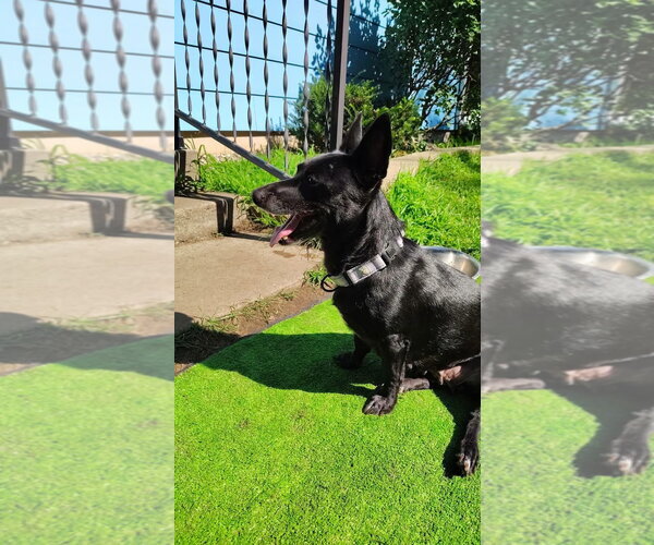 Medium Photo #2 Mutt Puppy For Sale in New London, WI, USA