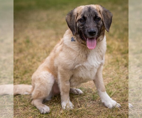Medium Photo #1 Anatolian Shepherd-Unknown Mix Puppy For Sale in Plymouth, MN, USA