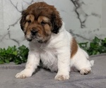Puppy Ella Cocker-Pei