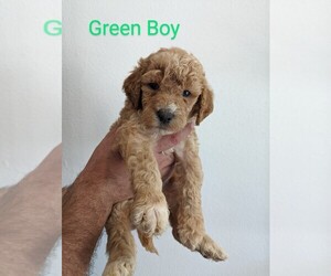 Goldendoodle Puppy for sale in SAN ANTONIO, TX, USA
