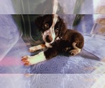 Small Photo #1 Miniature Australian Shepherd Puppy For Sale in DURHAM, CT, USA