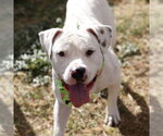 Small American Staffordshire Terrier Mix