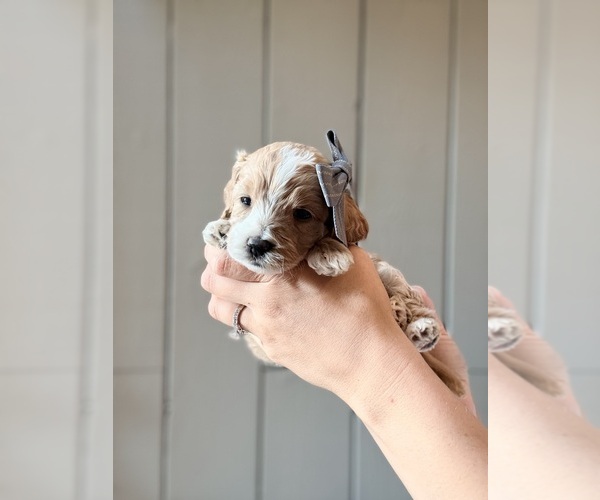 Medium Photo #3 Cock-A-Poo Puppy For Sale in TRINITY, NC, USA
