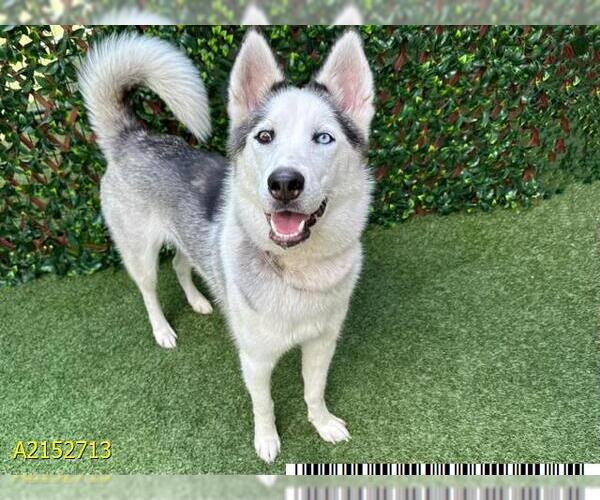 Medium Photo #2 - Mix Puppy For Sale in West Palm Beach, FL, USA