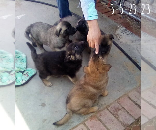 Medium Photo #12 German Shepherd Dog-Unknown Mix Puppy For Sale in Apple Valley, CA, USA