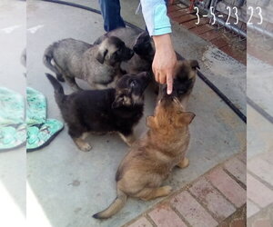 Cilantro - ** - Male German Shepherd Dog-Unknown Mix Dog for Adoption - Photo #12