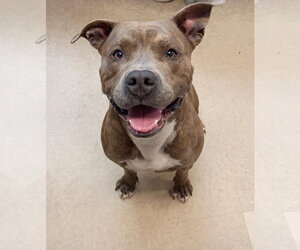 Staffordshire Bull Terrier Dogs for adoption in La Porte, IN, USA