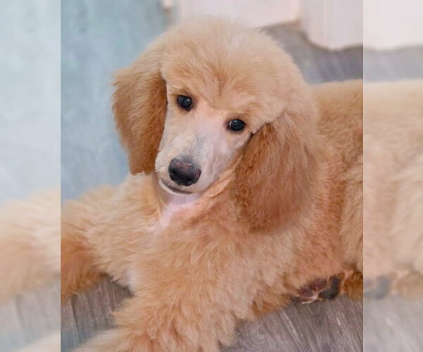 Medium Photo #4 Poodle (Standard) Puppy For Sale in Chino Hills, CA, USA