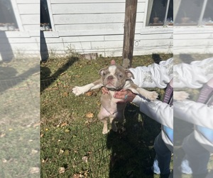 Medium Boston Terrier