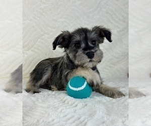 Schnauzer (Miniature) Puppy for sale in GREENFIELD, IN, USA
