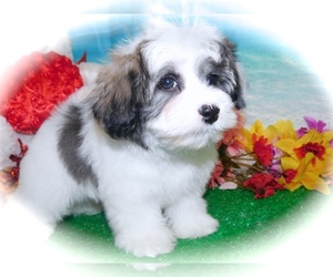 Mal-Shi-Poodle (Toy) Mix Puppy for sale in HAMMOND, IN, USA