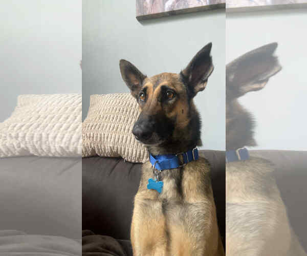 Medium Photo #2 Mutt Puppy For Sale in Plainfield, IL, USA
