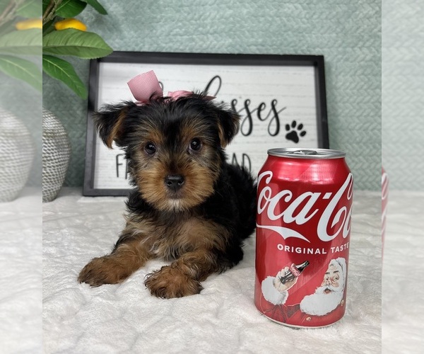 Medium Photo #6 Yorkshire Terrier Puppy For Sale in FRANKLIN, IN, USA