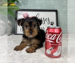 Small #5 Yorkshire Terrier