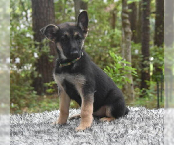 Medium Photo #1 German Shepherd Dog Puppy For Sale in FRIENDSWOOD, TX, USA