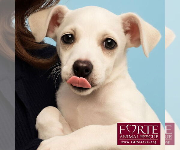 Medium Photo #1 Jack Chi Puppy For Sale in Marina del Rey, CA, USA