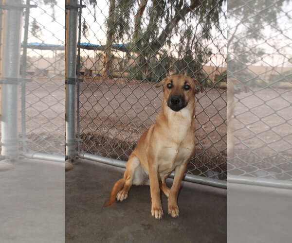 Medium Photo #1 Mutt Puppy For Sale in El Centro, CA, USA