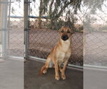 Moon - Female Mutt Dog for Adoption - Small photo
