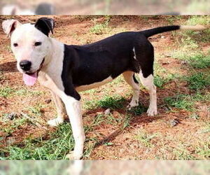 Adilynn - Female Boxer-Unknown Mix Dog for Adoption - Photo #4