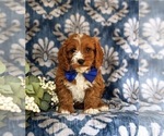 Small Photo #2 Cavapoo Puppy For Sale in OXFORD, PA, USA