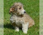 Small Photo #4 Sheltidoodle Puppy For Sale in SHIPPENSBURG, PA, USA