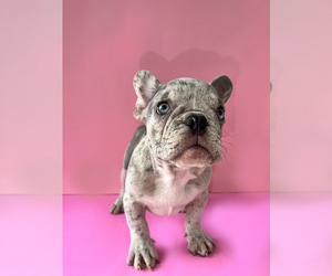 French Bulldog Puppy for sale in GOLDEN BEACH, FL, USA