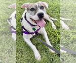 Small #6 American Pit Bull Terrier Mix