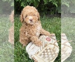 Image preview for Ad Listing. Nickname: Phoenix