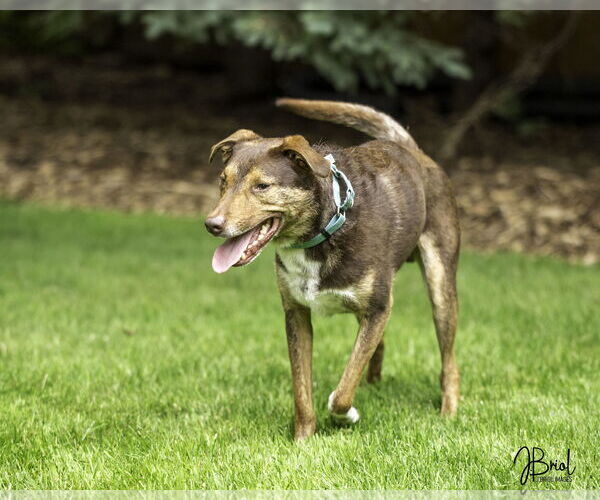 Medium Photo #5 Mutt Puppy For Sale in Farmington, MN, USA