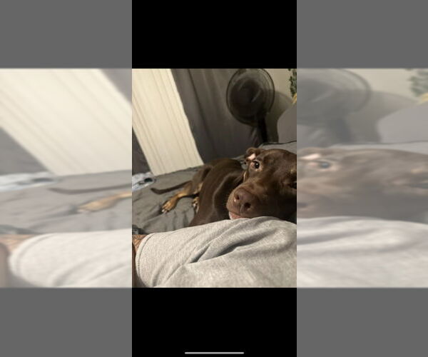 Medium Photo #2 Australian Kelpie-German Pinscher Mix Puppy For Sale in San Diego, CA, USA