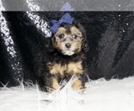 Small #2 Poodle (Toy)