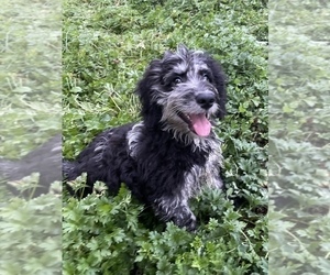Goldendoodle-Poodle (Miniature) Mix Puppy for sale in ROWLEY, MA, USA