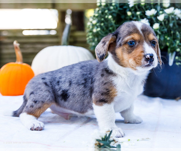Medium Photo #7 Dorgi Puppy For Sale in WAKARUSA, IN, USA