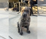 Small #1 Cane Corso
