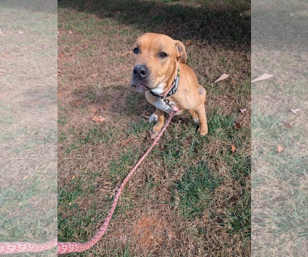 Medium Photo #2 Mutt Puppy For Sale in Rustburg, VA, USA