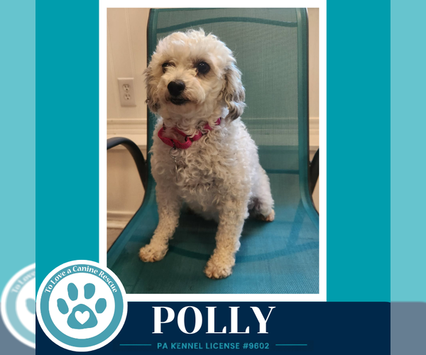 Medium Photo #3 Poodle (Miniature) Puppy For Sale in Kimberton, PA, USA