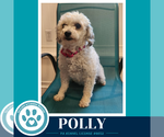 Small #2 Poodle (Miniature)