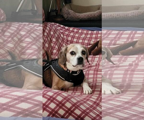 Medium Photo #1 Beagle Puppy For Sale in Westminster, MD, USA