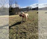 Small #5 Labrador Retriever Mix